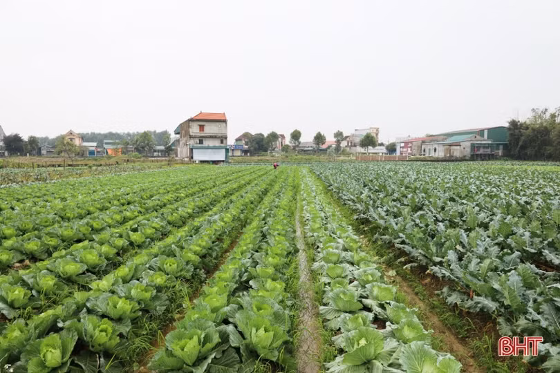 Vượt giá rét, nông dân Hà Tĩnh tập trung chăm sóc rau phục vụ tết