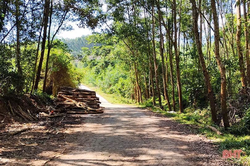 Tập kết, bóc vỏ gỗ keo trên đường gây cản trở giao thông, nguy cơ ô nhiễm môi trường ở Hương Khê