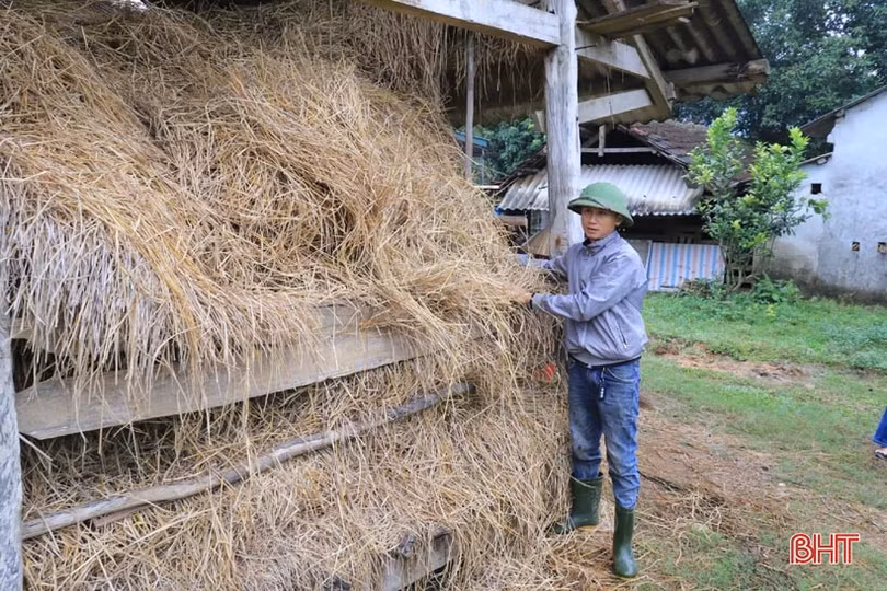 Nông dân Hương Sơn phòng đói, rét cho đàn vật nuôi