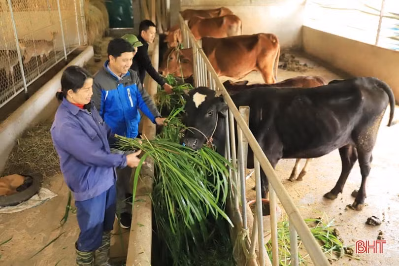 Nông dân Hương Sơn phòng đói, rét cho đàn vật nuôi