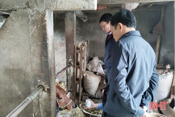 Xuất hiện bệnh viêm da nổi cục, địa phương gấp rút phòng chống