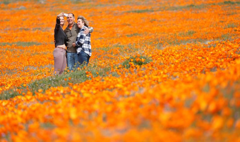 Hoa poppy vẽ màu cam rực rỡ lên khắp thung lũng Mỹ