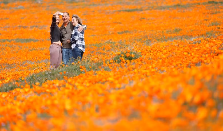 Hoa poppy vẽ màu cam rực rỡ lên khắp thung lũng Mỹ