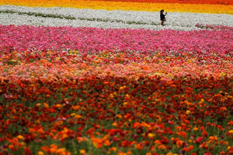 Đồng hoa mao lương đầy màu sắc khiến du khách mê mẩn ở California