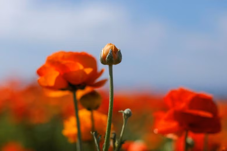 Đồng hoa mao lương đầy màu sắc khiến du khách mê mẩn ở California