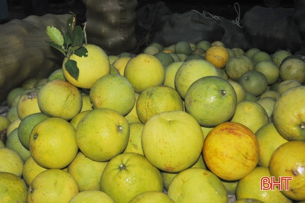 Ứng dụng màng sinh học trong bảo quản cam, bưởi tại Hà Tĩnh