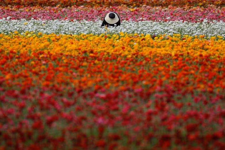 Đồng hoa mao lương đầy màu sắc khiến du khách mê mẩn ở California