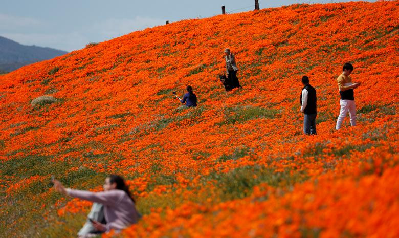 Hoa poppy vẽ màu cam rực rỡ lên khắp thung lũng Mỹ