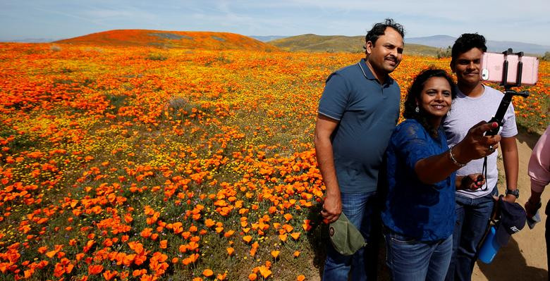 Hoa poppy vẽ màu cam rực rỡ lên khắp thung lũng Mỹ