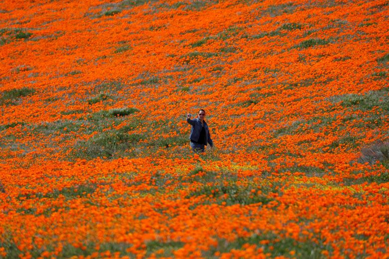 Hoa poppy vẽ màu cam rực rỡ lên khắp thung lũng Mỹ