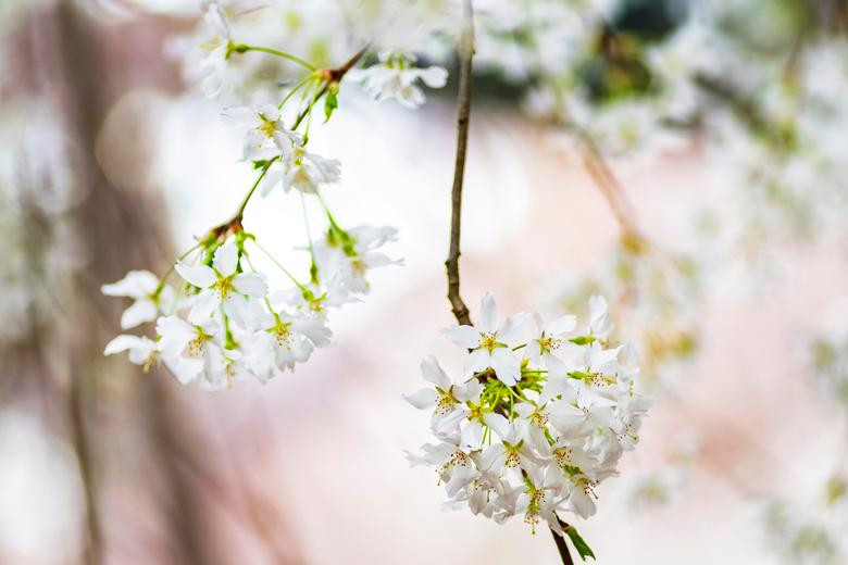 Hoa anh đào tô điểm sắc xuân khắp thế giới