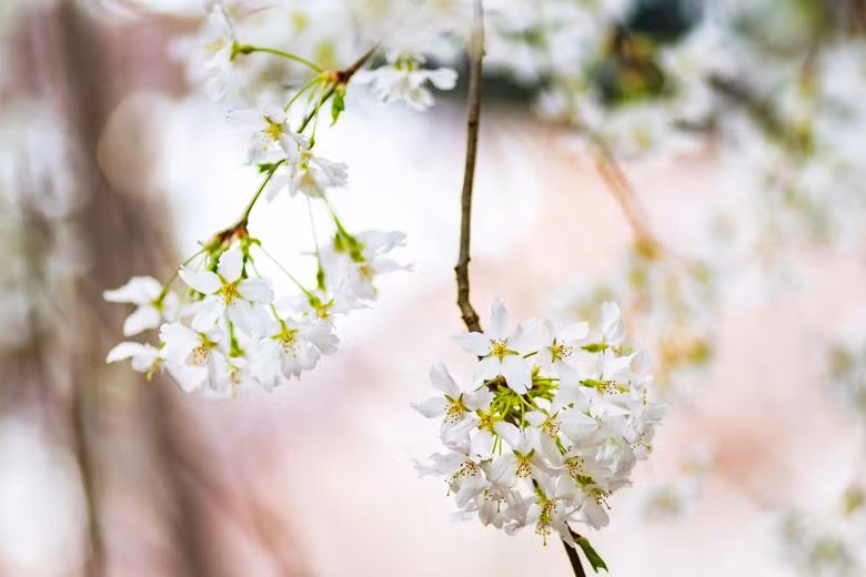 Hoa anh đào tô điểm sắc xuân khắp thế giới