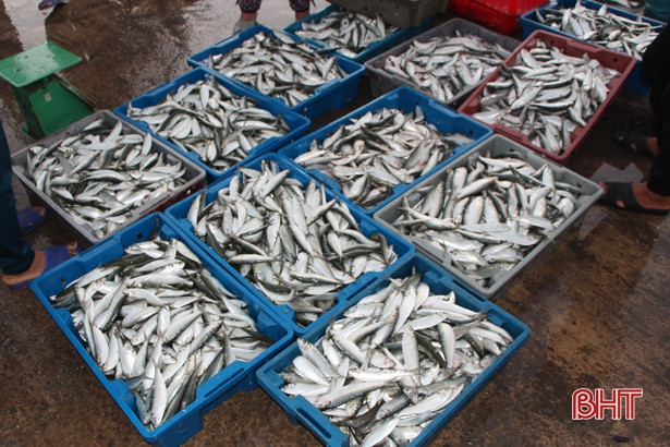 Ngư dân Thạch Kim đánh bắt gần 500 tấn hải sản, “bỏ túi” 14 tỷ đồng