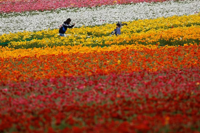 Đồng hoa mao lương đầy màu sắc khiến du khách mê mẩn ở California
