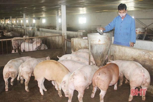 Hà Tĩnh đổi mới tiêm phòng bệnh gia súc, gia cầm đợt 1/2019