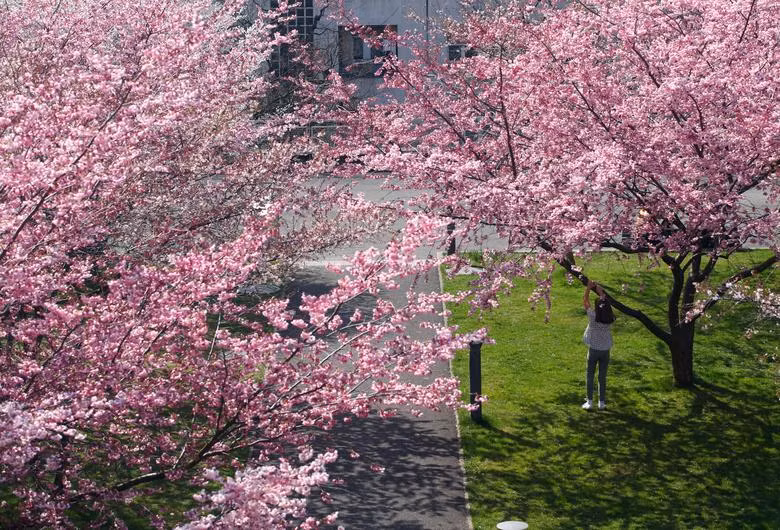 Hoa anh đào tô điểm sắc xuân khắp thế giới