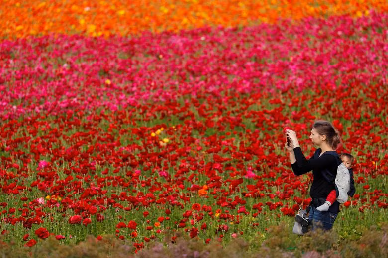 Đồng hoa mao lương đầy màu sắc khiến du khách mê mẩn ở California