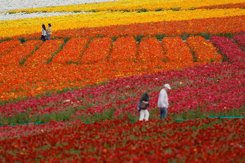 Đồng hoa mao lương đầy màu sắc khiến du khách mê mẩn ở California