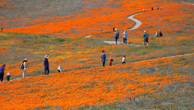 Hoa poppy vẽ màu cam rực rỡ lên khắp thung lũng Mỹ