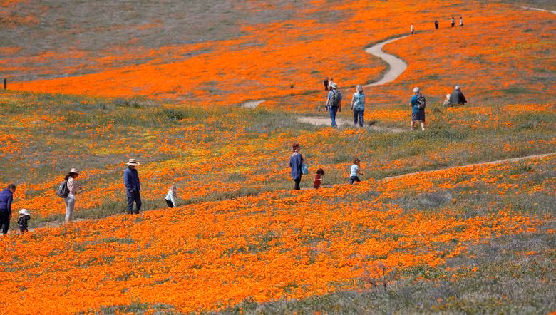 Hoa poppy vẽ màu cam rực rỡ lên khắp thung lũng Mỹ