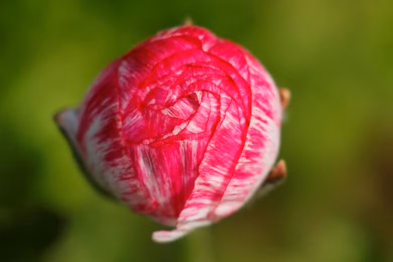 Đồng hoa mao lương đầy màu sắc khiến du khách mê mẩn ở California