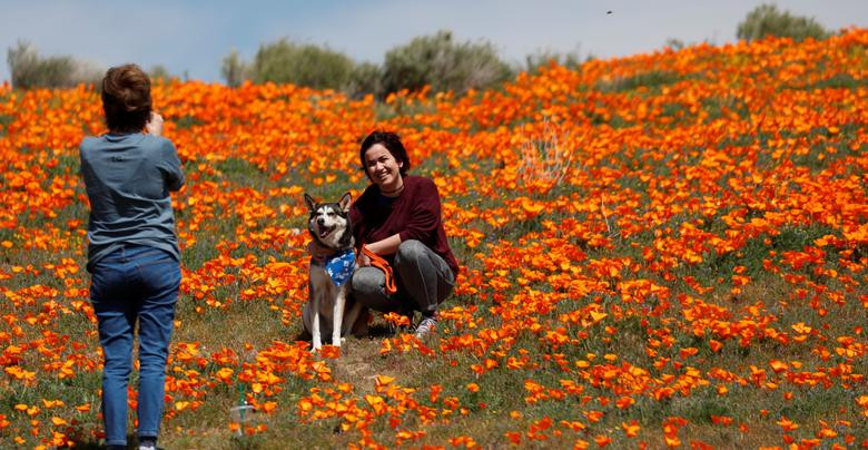 Hoa poppy vẽ màu cam rực rỡ lên khắp thung lũng Mỹ