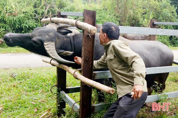 Hà Tĩnh đổi mới tiêm phòng bệnh gia súc, gia cầm đợt 1/2019