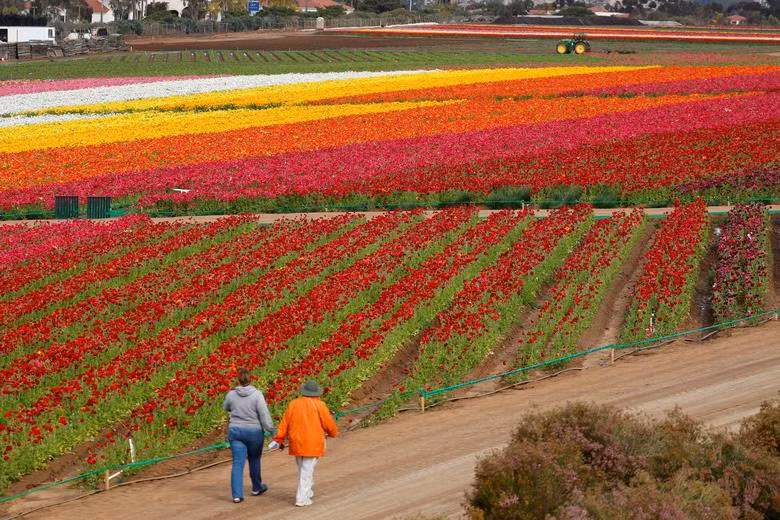 Đồng hoa mao lương đầy màu sắc khiến du khách mê mẩn ở California