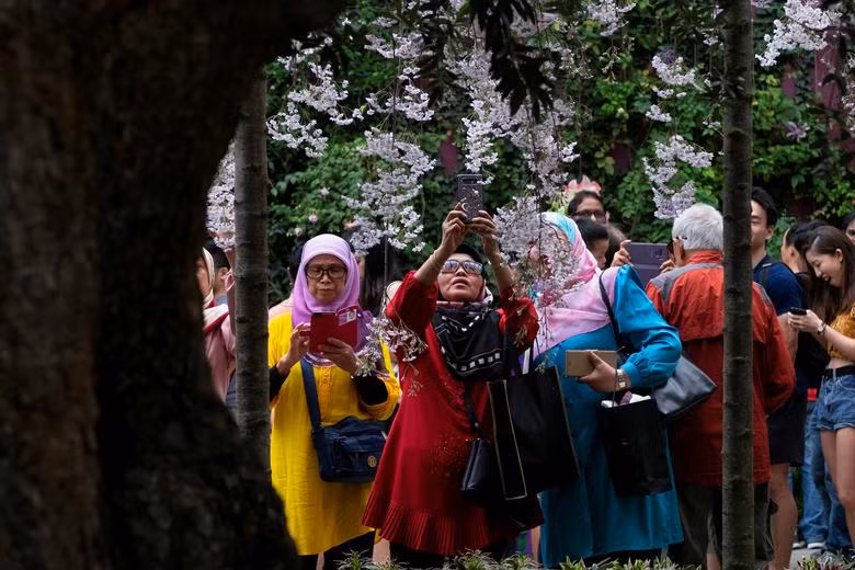 Hoa anh đào tô điểm sắc xuân khắp thế giới