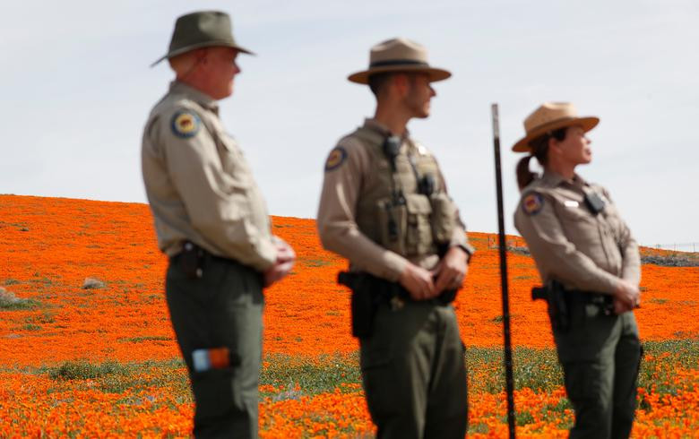 Hoa poppy vẽ màu cam rực rỡ lên khắp thung lũng Mỹ