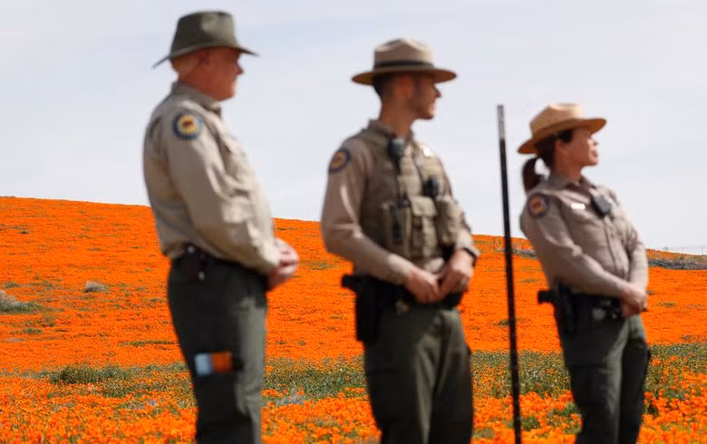 Hoa poppy vẽ màu cam rực rỡ lên khắp thung lũng Mỹ