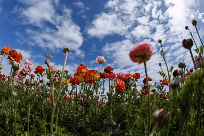 Đồng hoa mao lương đầy màu sắc khiến du khách mê mẩn ở California