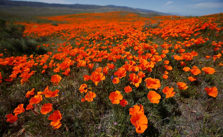Hoa poppy vẽ màu cam rực rỡ lên khắp thung lũng Mỹ