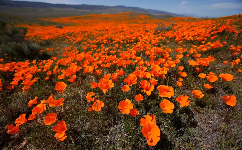 Hoa poppy vẽ màu cam rực rỡ lên khắp thung lũng Mỹ
