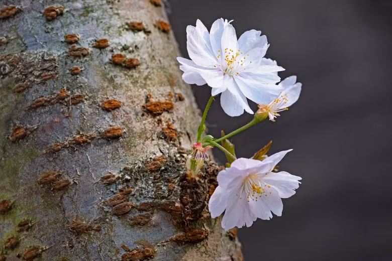 Hoa anh đào tô điểm sắc xuân khắp thế giới