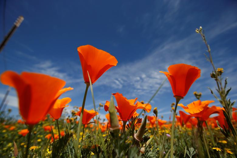 Hoa poppy vẽ màu cam rực rỡ lên khắp thung lũng Mỹ