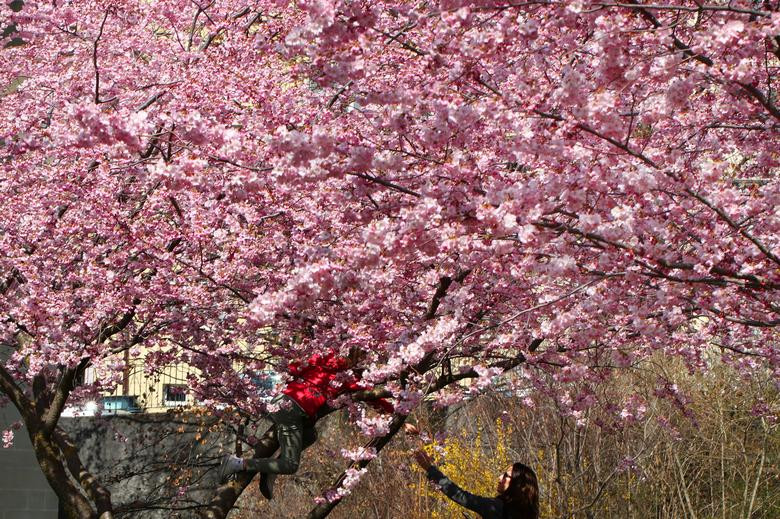 Hoa anh đào tô điểm sắc xuân khắp thế giới