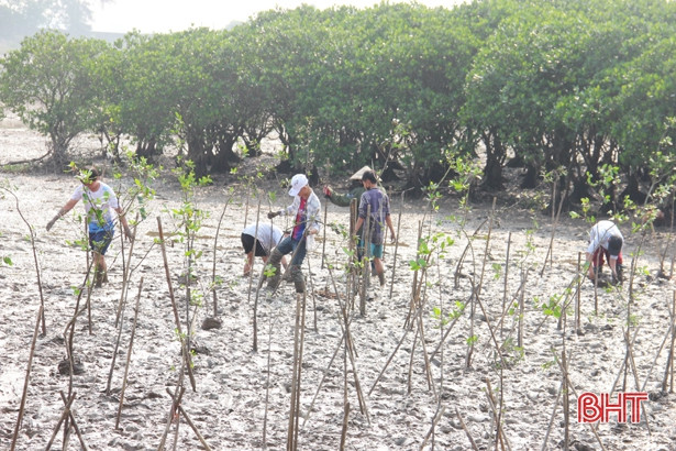 Hàng trăm học sinh TP Hà Tĩnh trồng cây vì màu xanh rừng ngập mặn