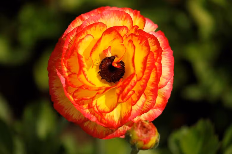 Đồng hoa mao lương đầy màu sắc khiến du khách mê mẩn ở California