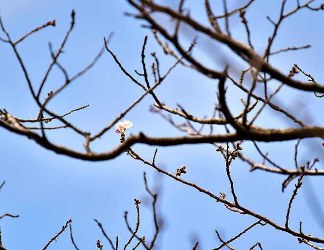 Hoa anh đào tô điểm sắc xuân khắp thế giới