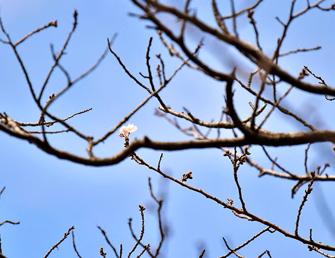 Hoa anh đào tô điểm sắc xuân khắp thế giới