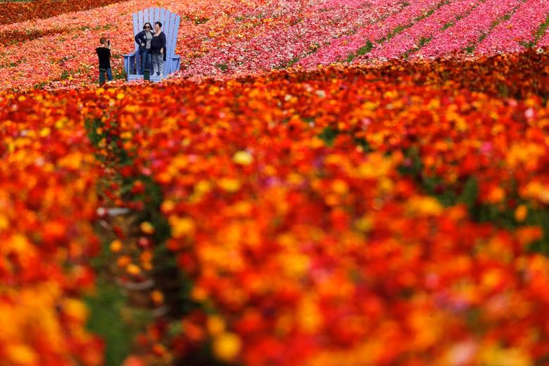 Đồng hoa mao lương đầy màu sắc khiến du khách mê mẩn ở California