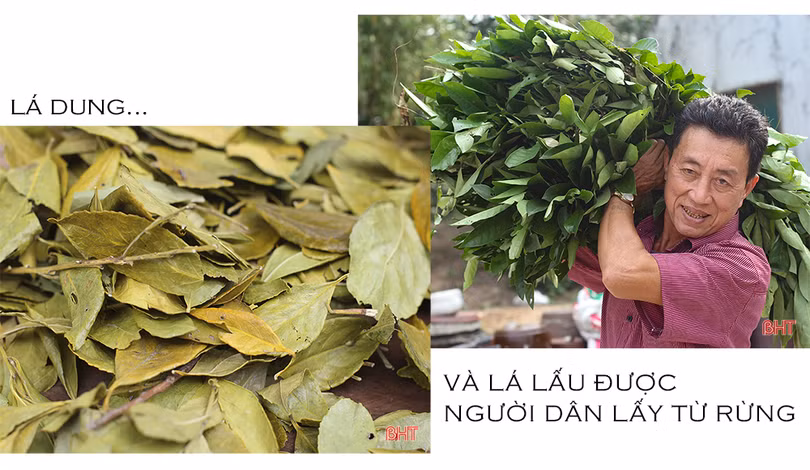 Sứa lá dung - món ăn dân dã “đúng điệu” người Kỳ Anh