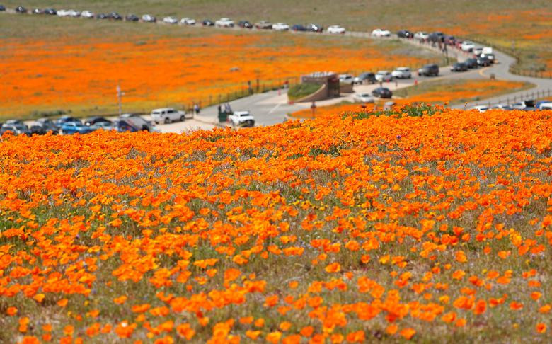 Hoa poppy vẽ màu cam rực rỡ lên khắp thung lũng Mỹ