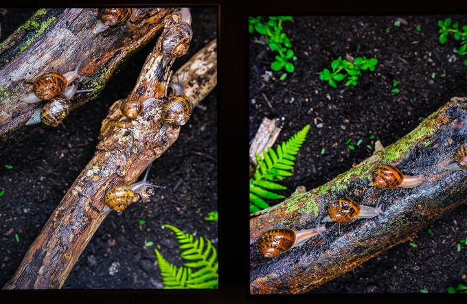 Ảnh thực tế TV QLED 8K giá 2,3 tỷ đồng của Samsung