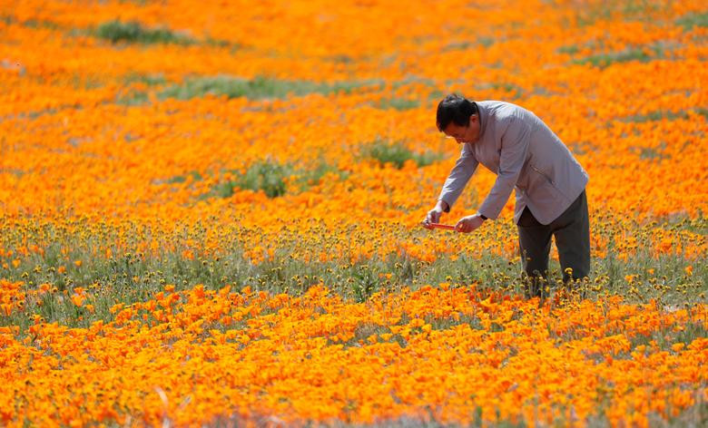 Hoa poppy vẽ màu cam rực rỡ lên khắp thung lũng Mỹ