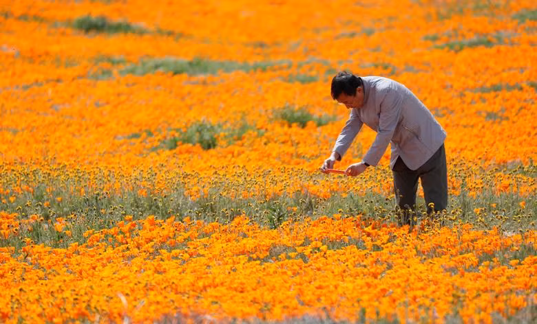 Hoa poppy vẽ màu cam rực rỡ lên khắp thung lũng Mỹ