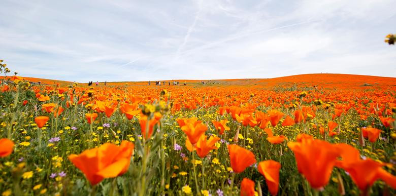 Hoa poppy vẽ màu cam rực rỡ lên khắp thung lũng Mỹ