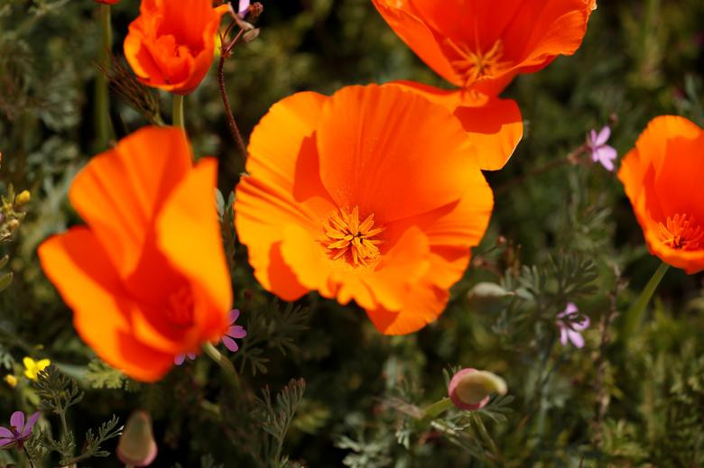 Hoa poppy vẽ màu cam rực rỡ lên khắp thung lũng Mỹ