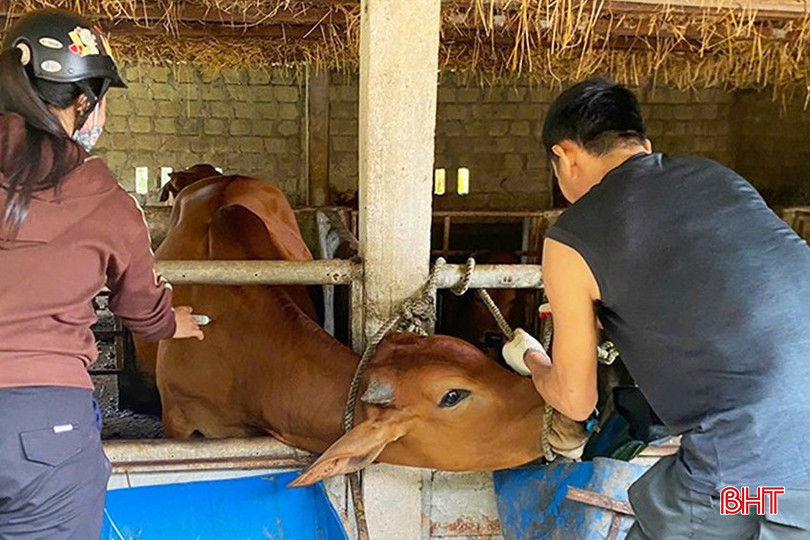 Huyện Kỳ Anh đang ưu tiên tập trung nguồn lực cho việc tiêm phòng vắc-xin lở mồm long móng, tụ huyết trùng trên trâu, bò trước z5935043428762-614a54fda9f240a0cce0624aaedd7148-3679-5880-2738.jpg